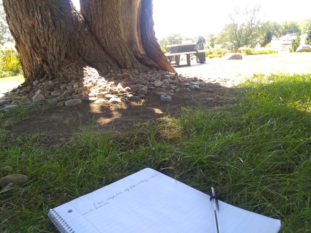 Image of a shady notepad and a tree in a park in the midafternoon sun.  